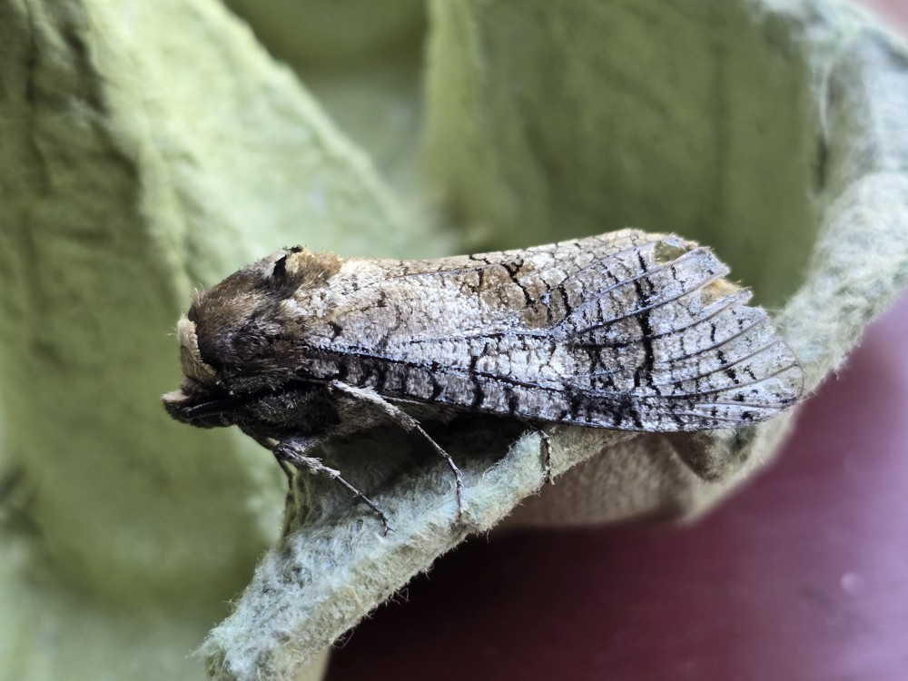 Photo of Goat Moth (Cossus cossus)